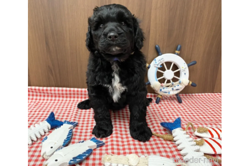 成約済の東京都のその他の犬種-348138の10枚目